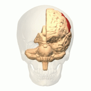 parietal lobe location