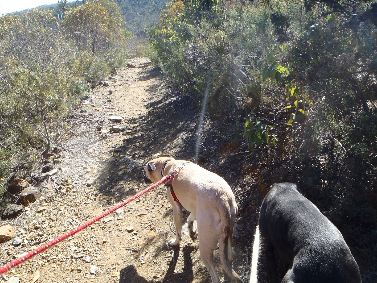 Jet's Furkid Palace Dog friendly bush walking Ellis Brook Reserve, Perth