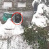 Σώθηκαν δύο σκύλοι στο χιονισμένο Μπρούκλυν...