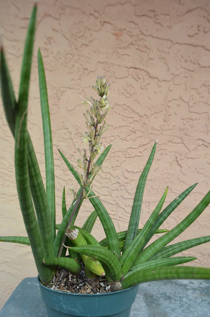 Succulent Bromeliads and others Sansevieria patens