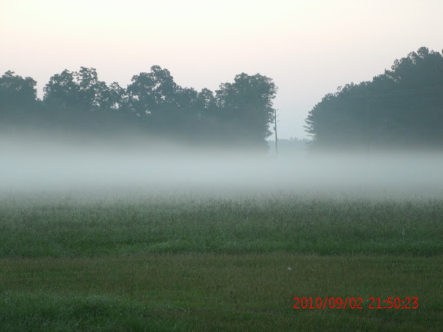 Field Fog