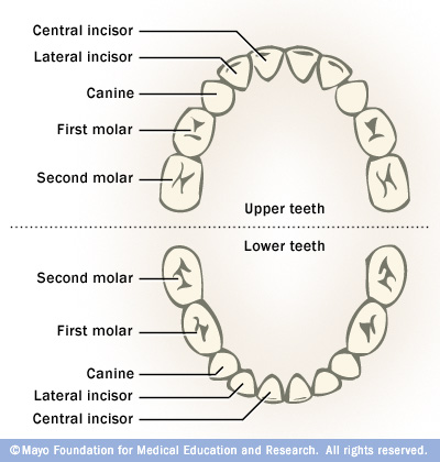 Name+of+Teeth+Diagram ... teeth upper central incisors then the lateral incisors first molars