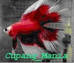 pakan anak ikan cupang dan cara pembesarannya ikan cupang pakan anak ikan cupang dan cara pembesarannya ikan cupang