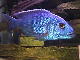 Blue Hap Cichlid