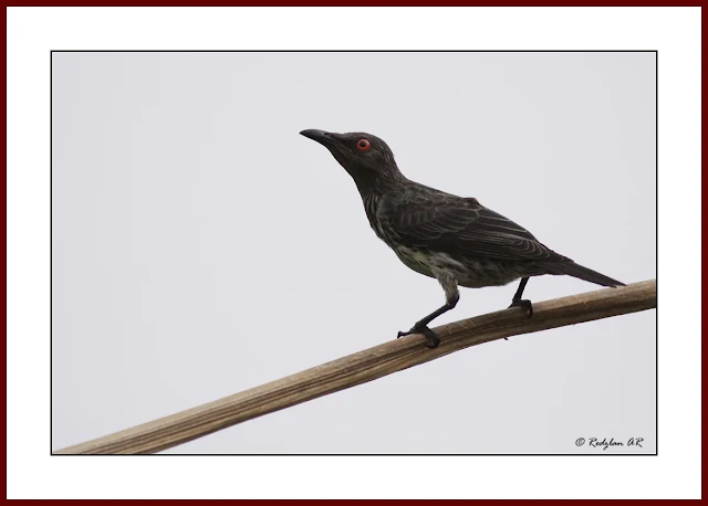 Asian Glossy Starling (Aplonis panayensis)