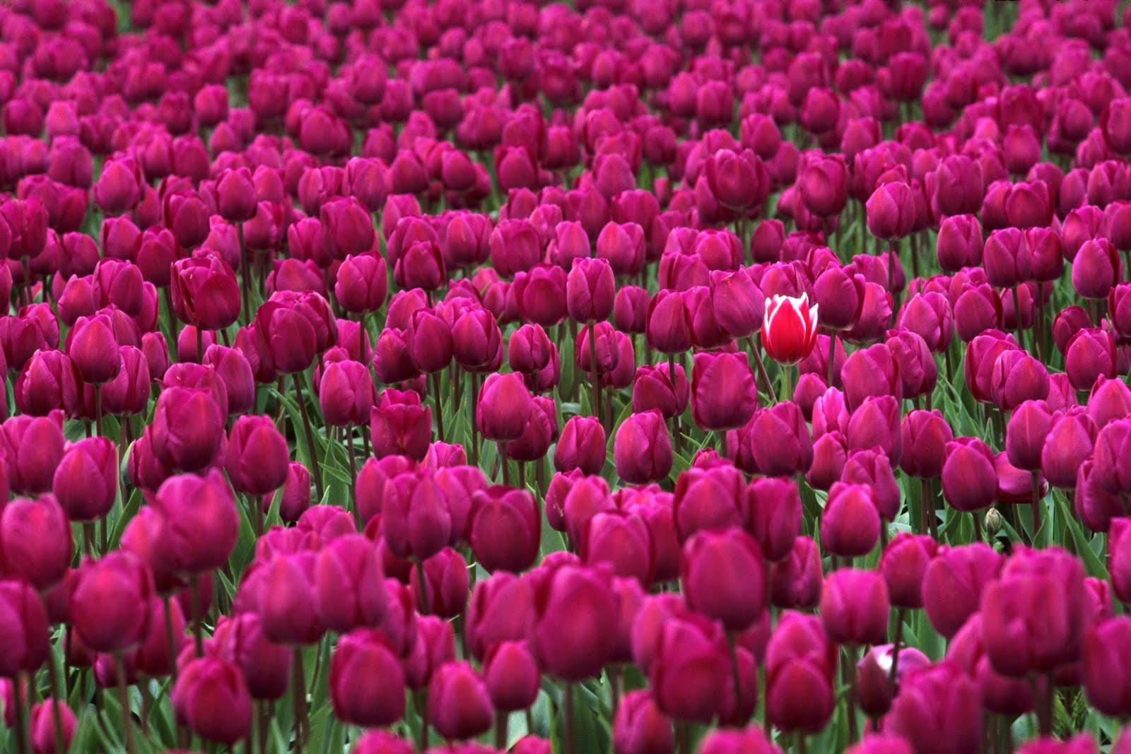 http://4.bp.blogspot.com/-1Rq3jqNOaAo/Te3oc5BB4-I/AAAAAAAAAgU/6YKOwQ9dFYI/s1600/very%2Bbeautiful%2Band%2Blovely%2Btulips%252C%2BHD%2Bwallpapers%2Btulips%2B%252810%2529.jpg