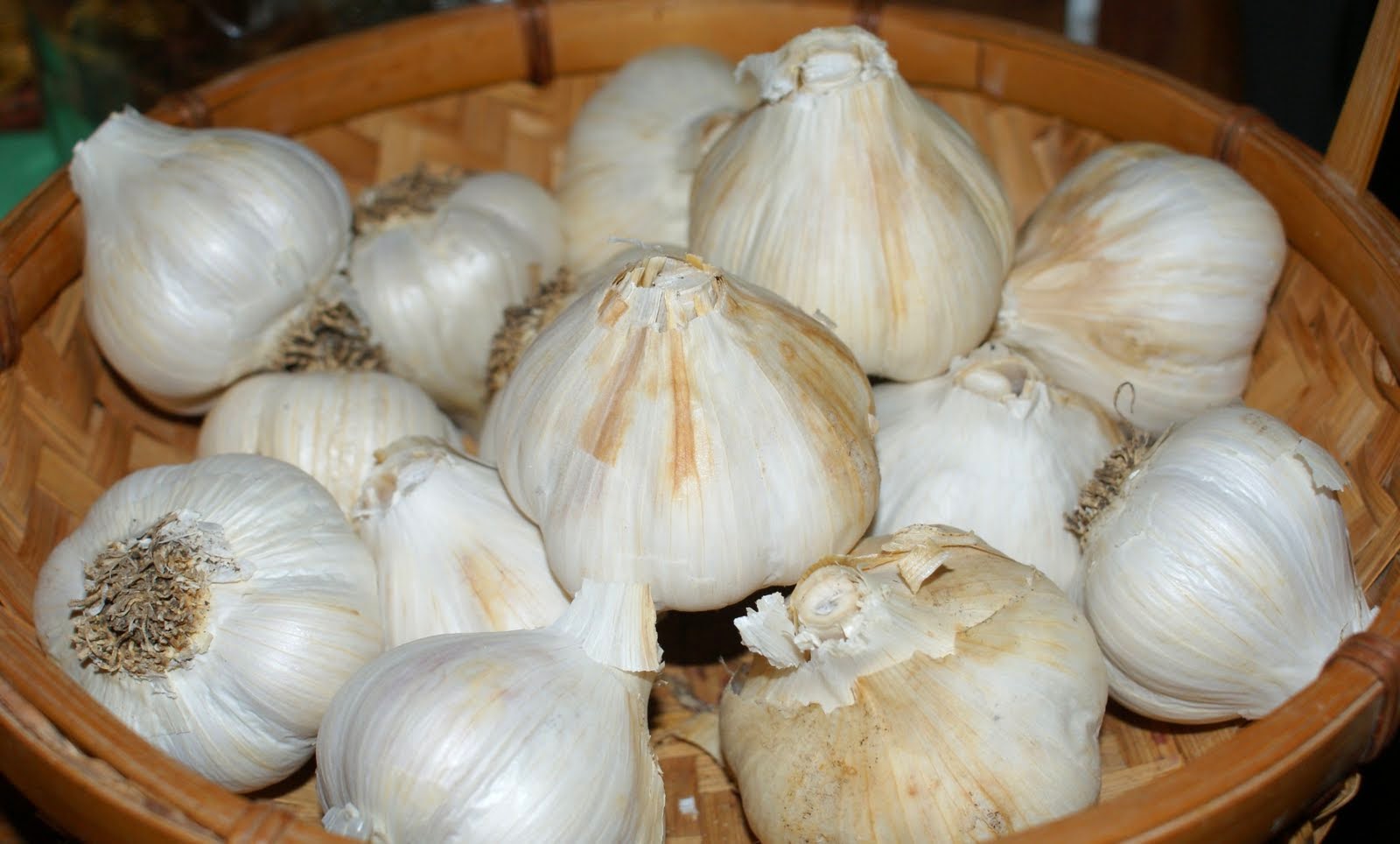 HOW TO GROW GARLIC IN POTS AND CONTAINERS The Garden of Eaden