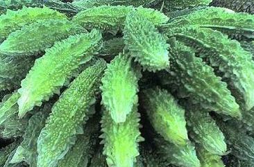 Karela Plant