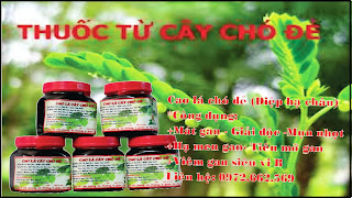 Bán cao chó đẻ( cây Diệp Hạ Châu) chữa bệnh về gan