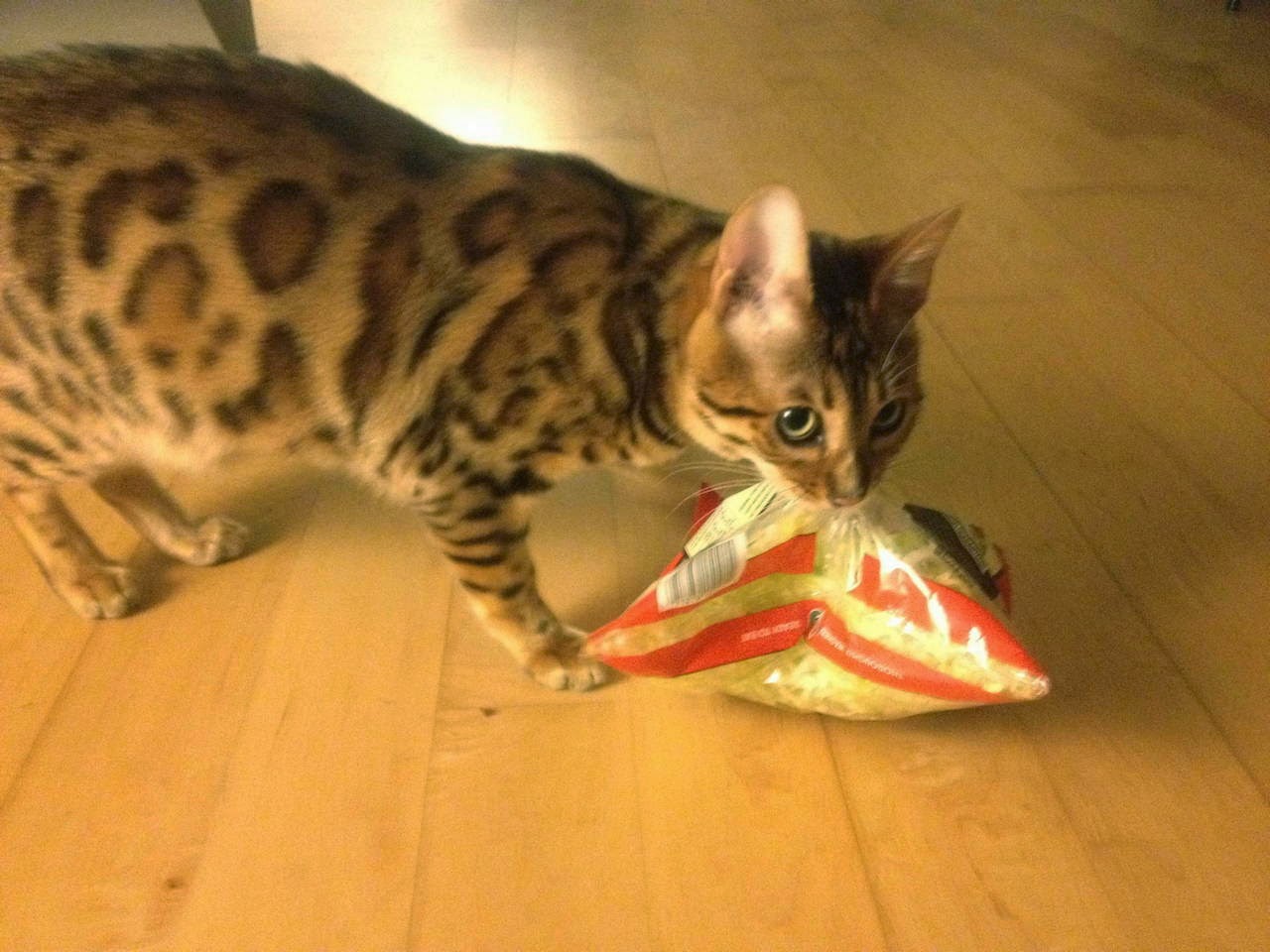 Funny cats - part 95 (40 pics + 10 gifs), cat pictures, cat steals a bag of food