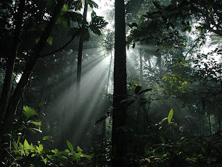 trees rainforest jungle photography