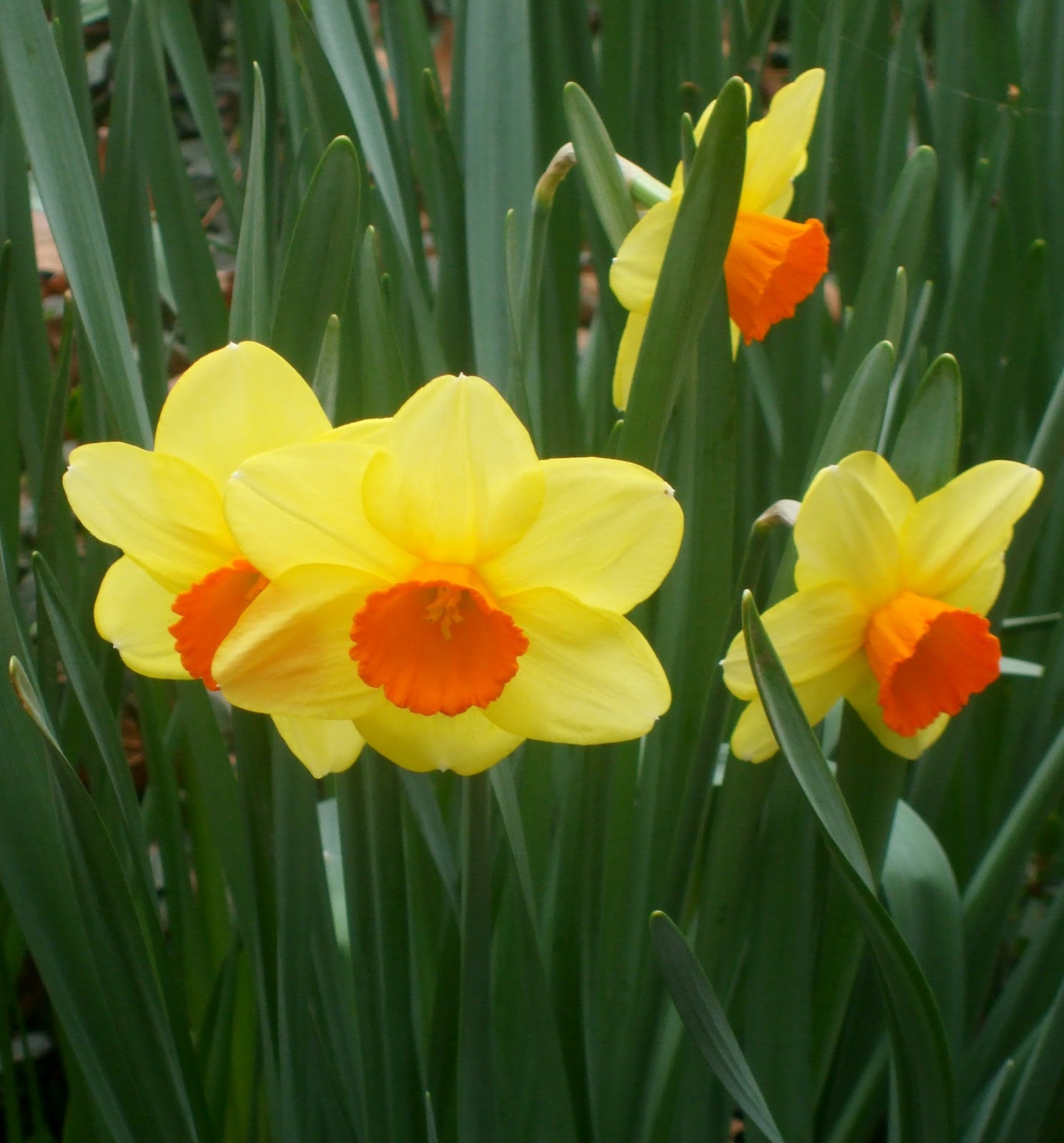 Joachim Books THE DAFFODILS OF CENTRAL PARK