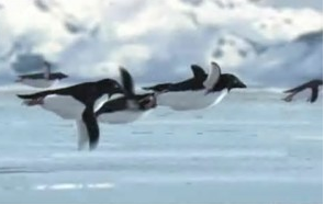 Dulu Penguin Bisa Terbang Layaknya Burung-Burung?