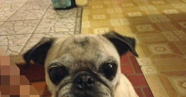 How Often Can I Give My Dog Carrots How Often Can I Give My Dog Carrots