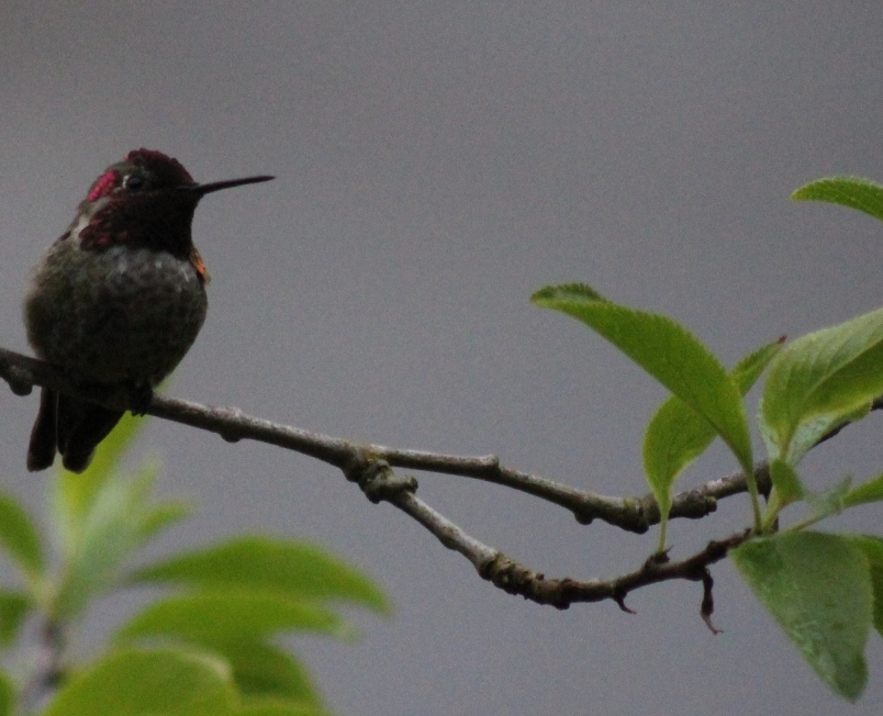 red headed hummingbird red headed hummingbird