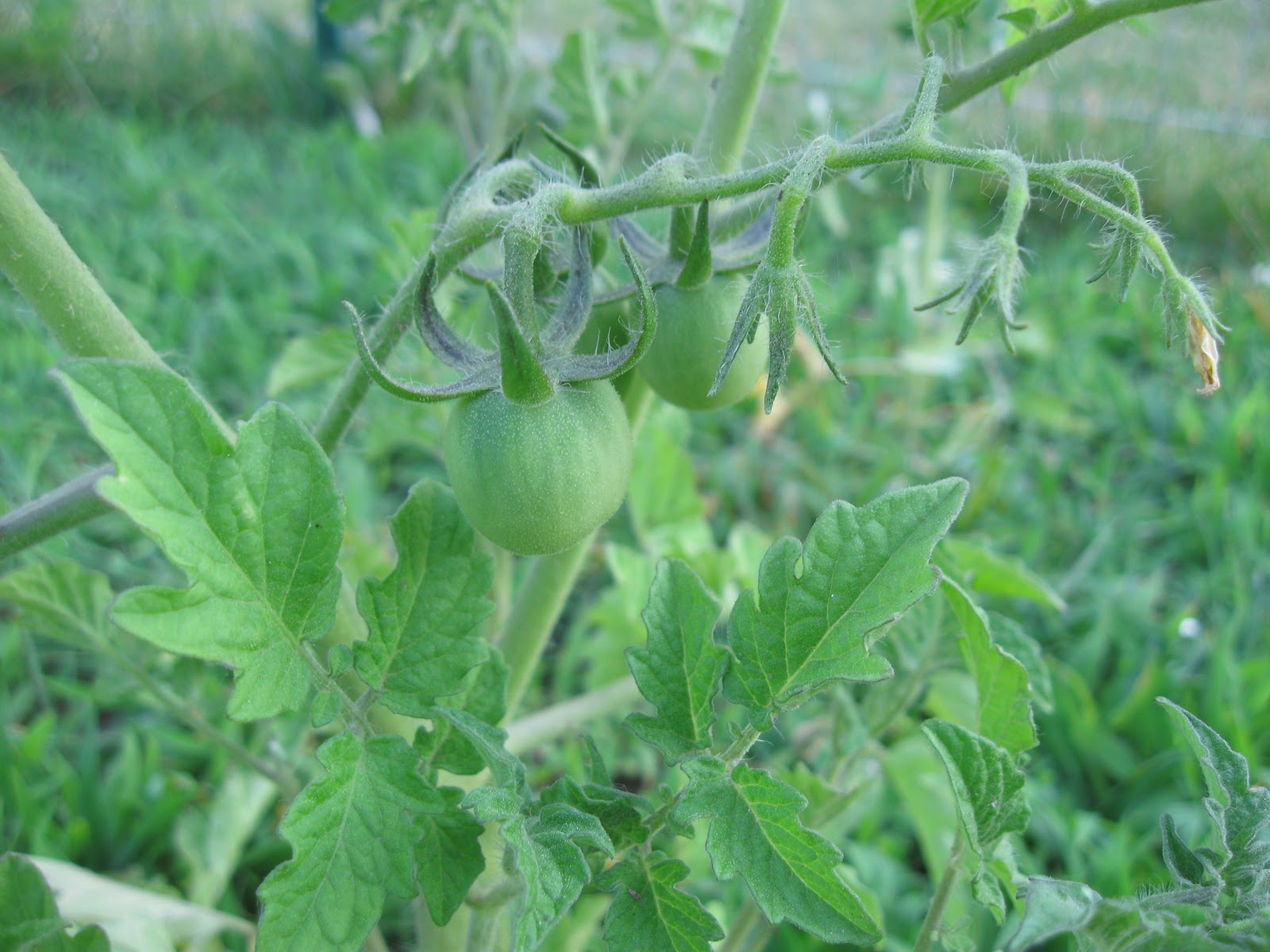 Kentucky Fried Garden Pollinating Open Pollinated Heirloom Tomato Plants