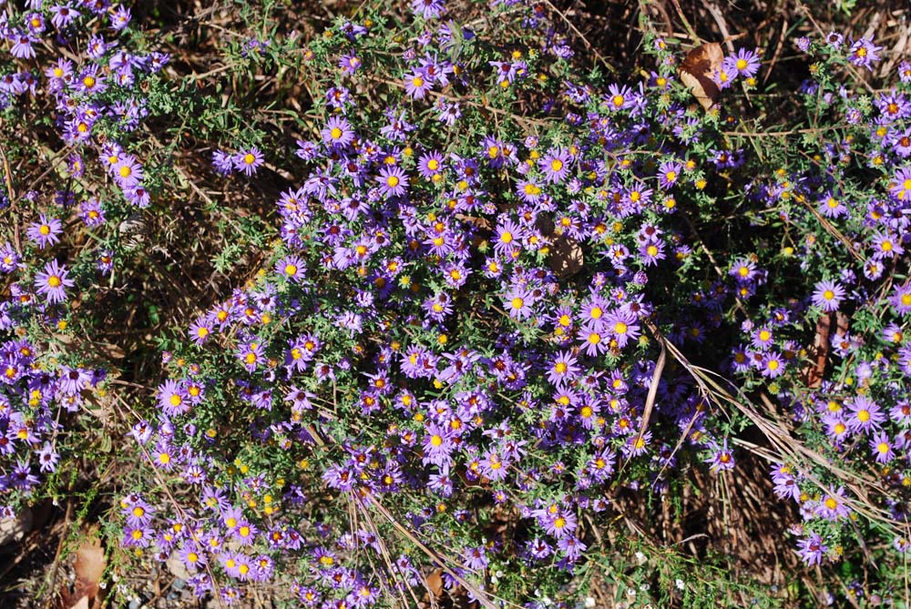 Space Coast Wildflowers Missouri Wildflowers, October 2011