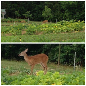 Our visitor