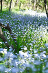 Forget-Me-Nots