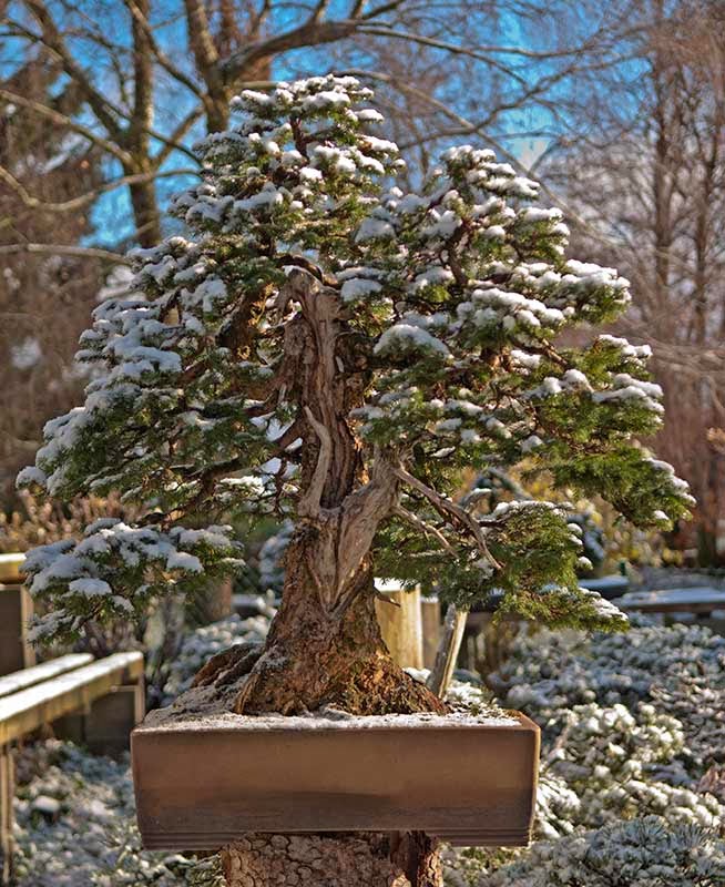 Walter Pall Bonsai Adventures some early winter images