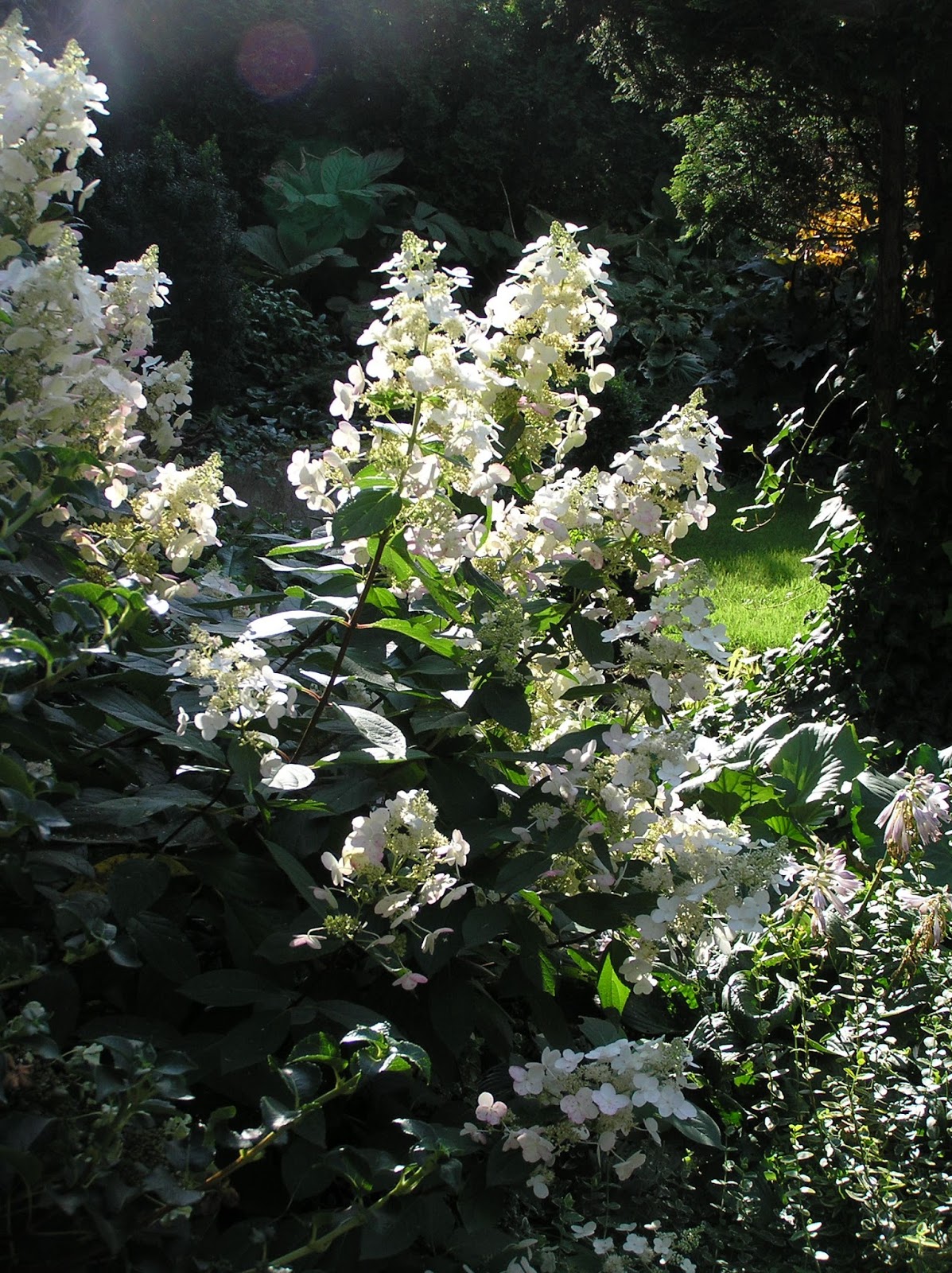 Shrubs Behmerwald Nursery