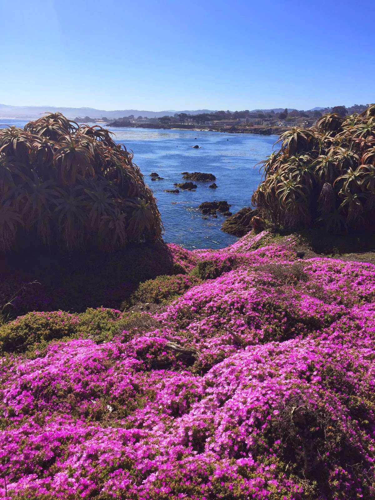 Travel M Girl Pacific Grove in Bloom