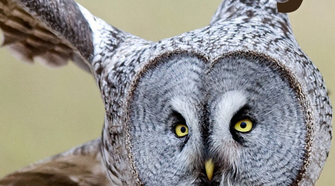 OSLO BIRDER: A Birdwatcher's Guide to Norway