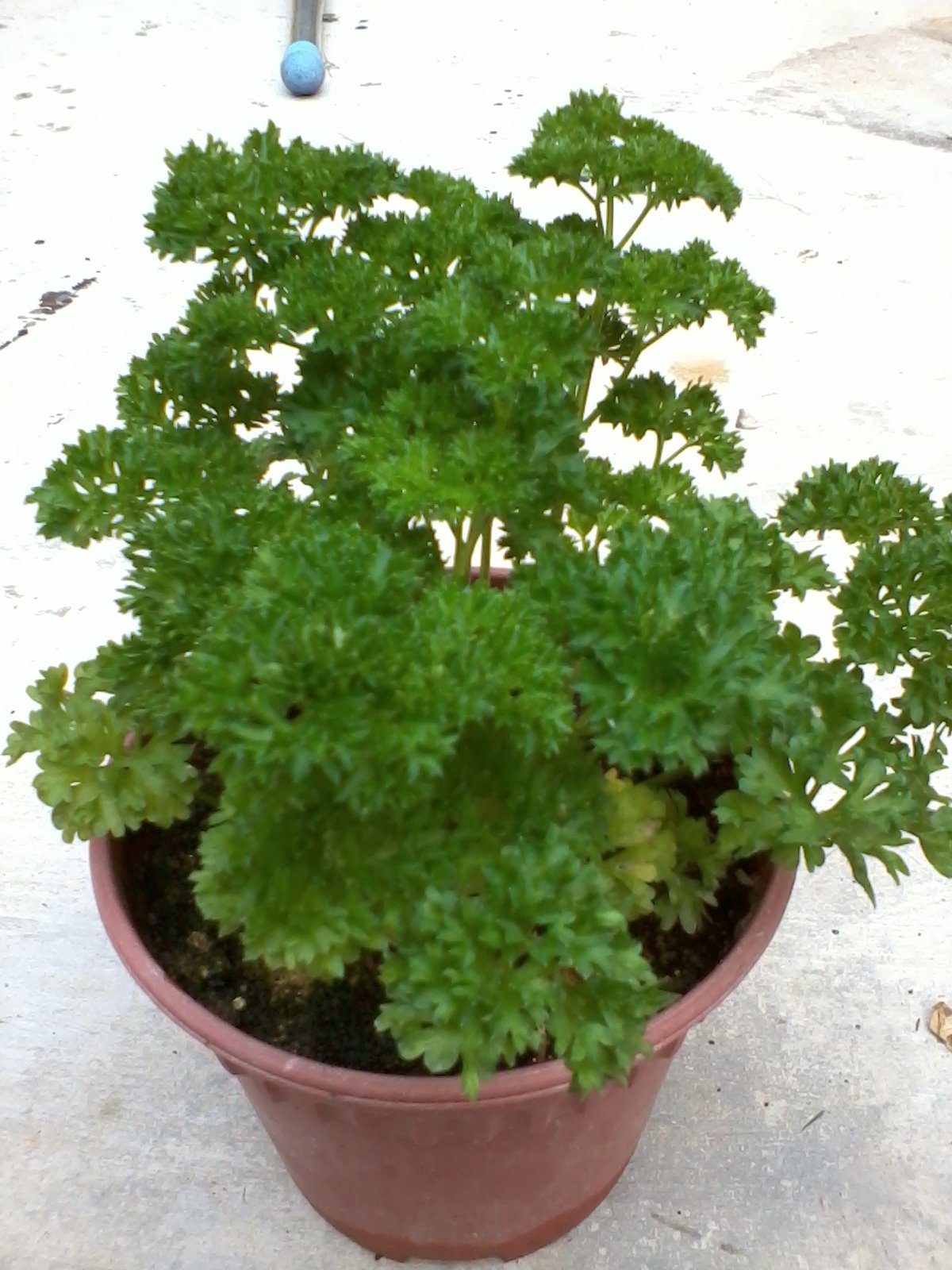 Journey Of My Garden English Parsley, Rosemary & Chinese Parsley