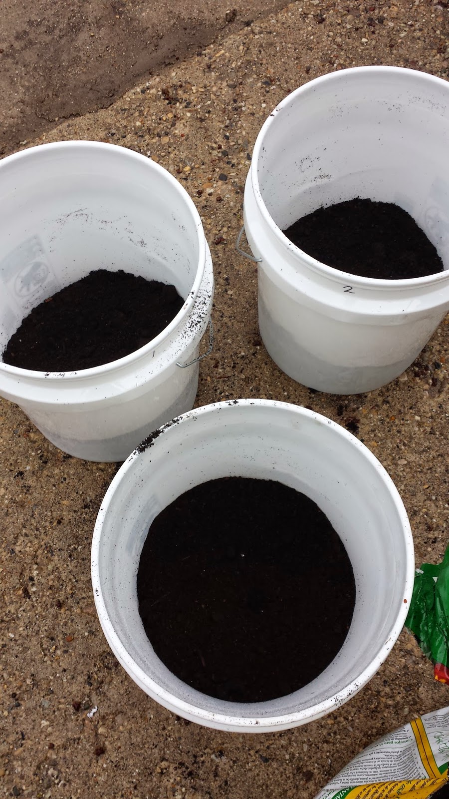 Sara's Blog Growing potatoes in a 5gallon bucket