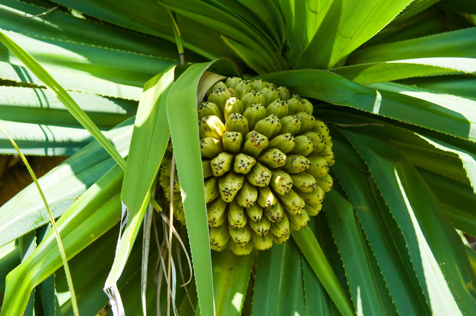 The 3 Foragers Foraging for Wild, Natural, Organic Food Wild Edibles