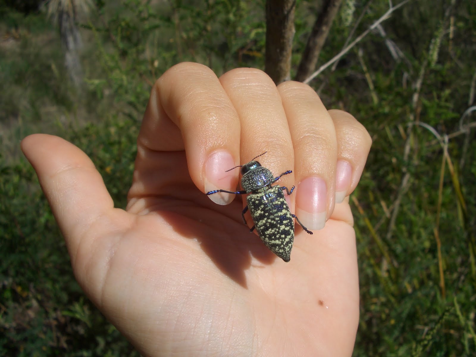 Big Bend  Texas Nature Buprestidae  metallic wood boring beetles