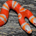 Yes! You're seeing DOUBLE.. Meet the famous TWO headed snake!