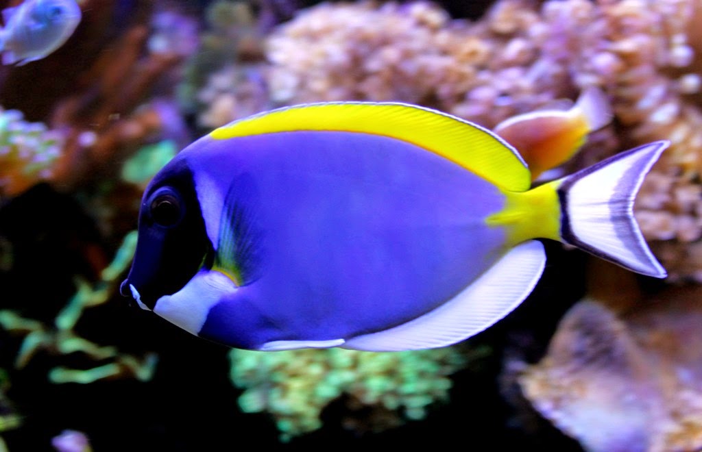 Howard`s Reef Acanthurus leucosternon Powder Blue Tang