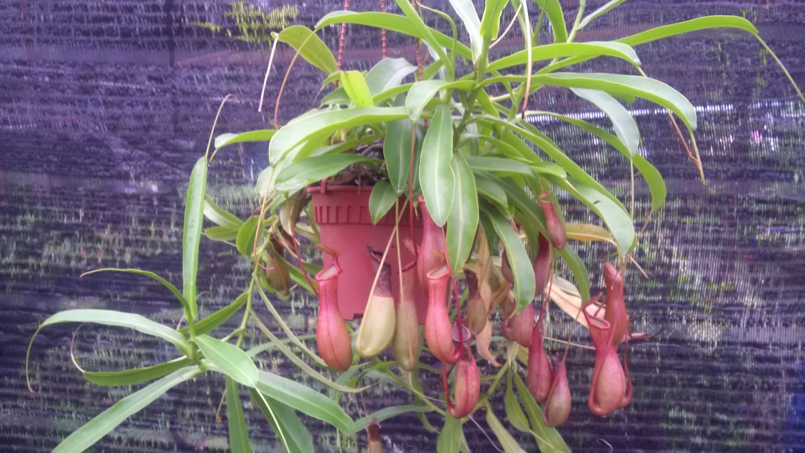 All about Malaysia Taman Herba Herbs Garden