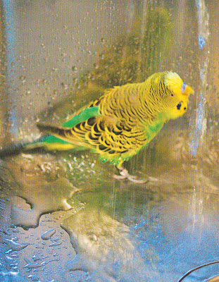 Room Temperature For Budgies Room Temperature For Budgies