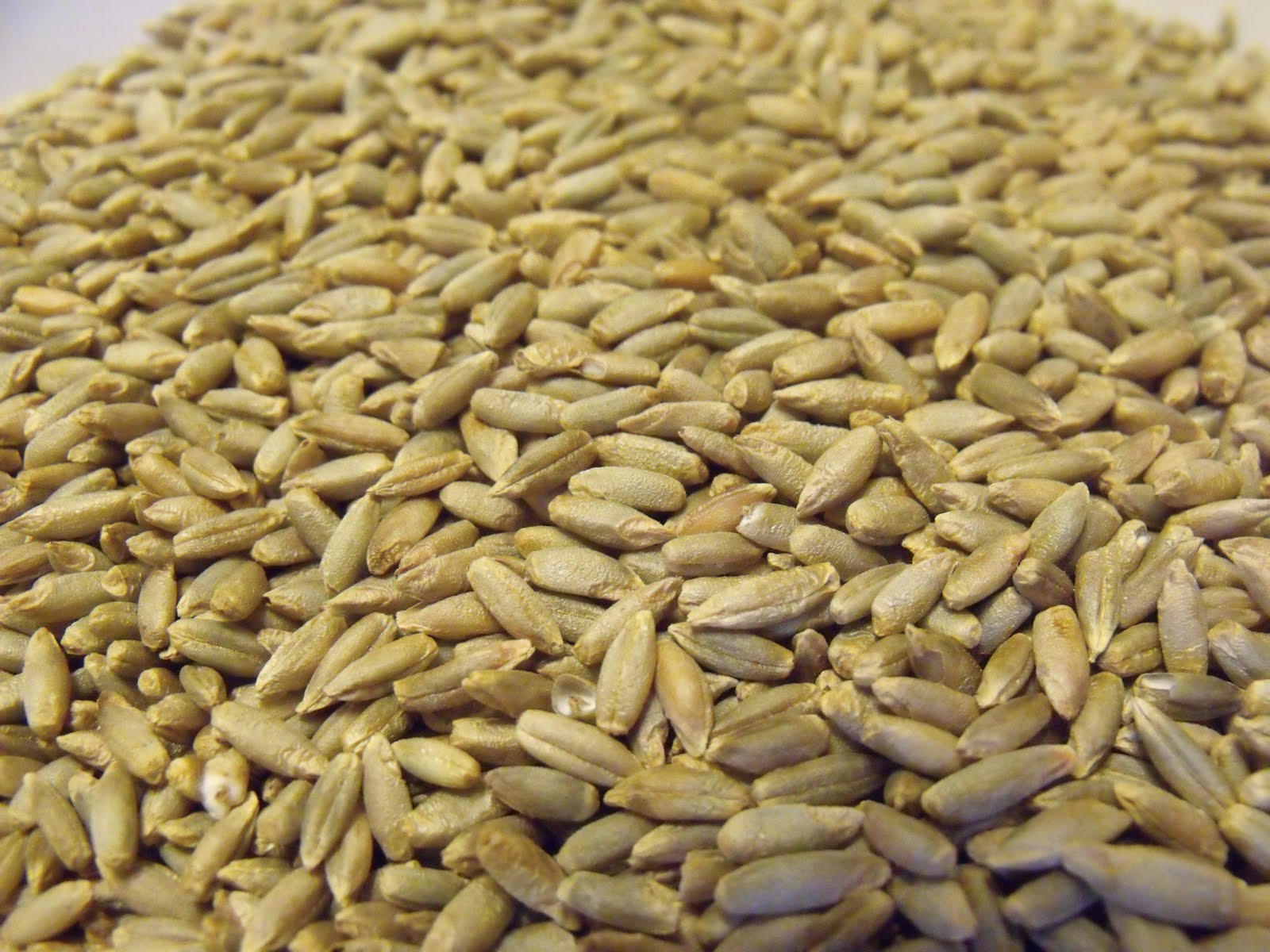 Rye Seed