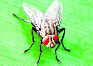 Sekotor lalat pun boleh jadi ubat Sekotor lalat pun boleh jadi ubat