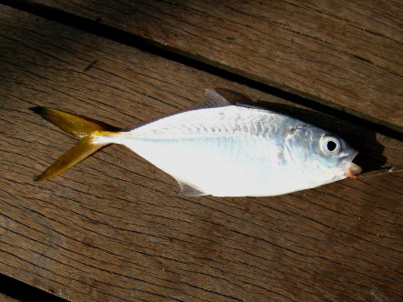 Yellowtail Scad or Selar Caught At Sembawang Jetty Fishing Hotspots was created to share with those who are interested in fishing on tips and type of fishes caught around Sembawang Jetty Fishing Hotspots.