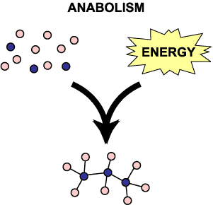 Catabolic vs anabolic metabolism