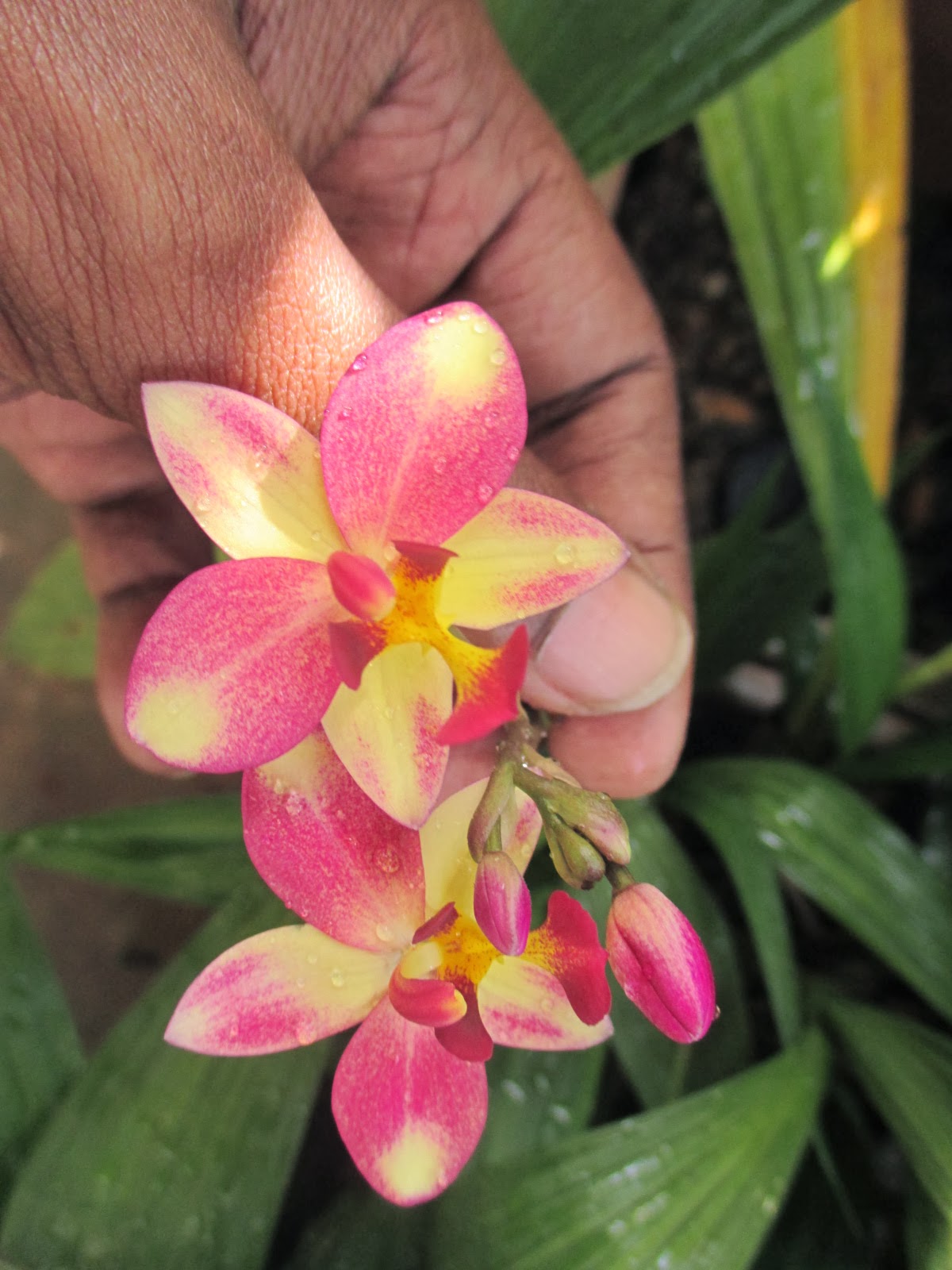 Garden Chronicles: Red Blooms in My Garden