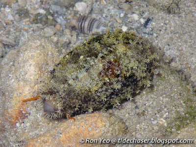 Wandering Cowrie (Erronea errones) Wandering Cowrie (Erronea errones)