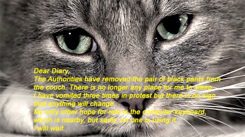 The Truth Inside The Lie Today I Am A Man Of Many Hats A Review Of Joyland Part 2