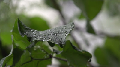 Macro focus on a single leaf during a rain storm