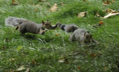 Squirrels fighting funny pictures