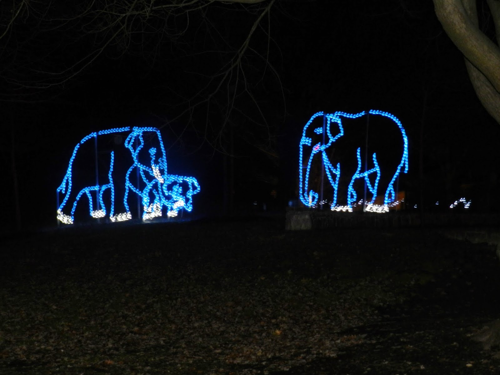 The Real Housewife of DC Zoo Lights at the National Zoo