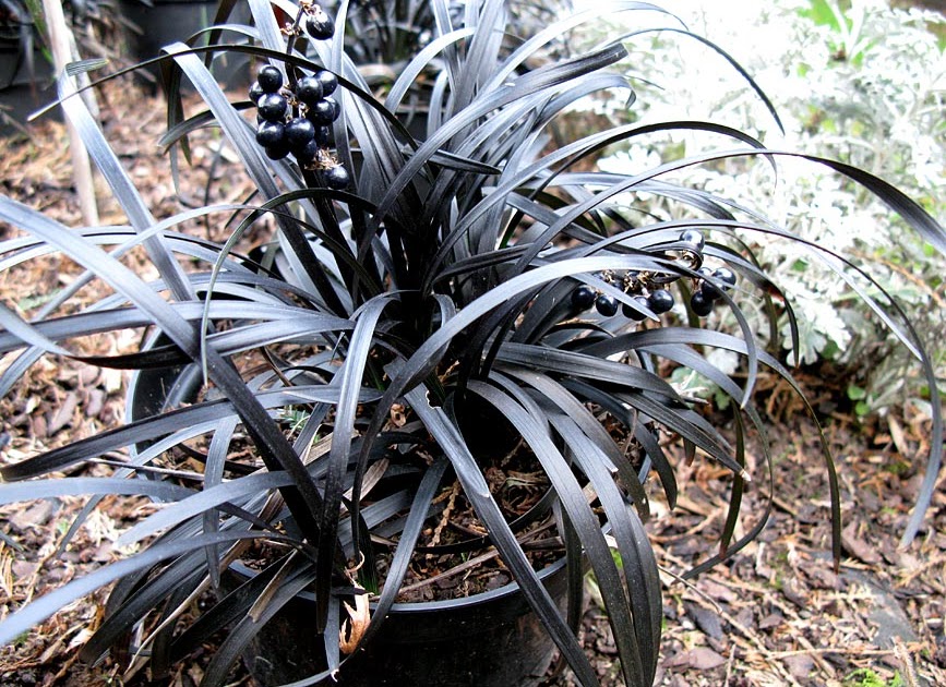 GraphicalityUK 15.02. Black grass