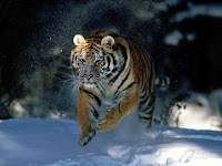 High Definition Tiger Desktop Wallpapers