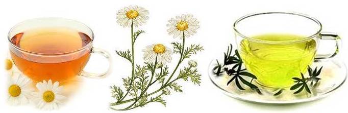 Can Dogs Have Lemon Balm Can Dogs Have Lemon Balm