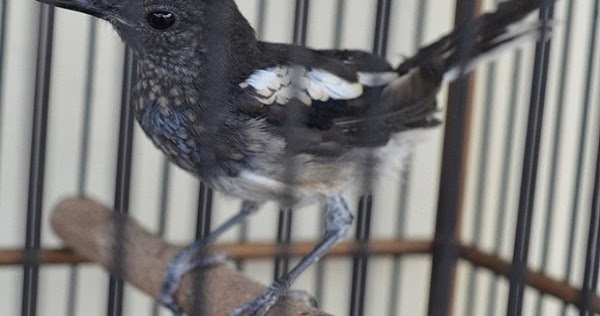 KAPAN DAN BERAPA LAMA BURUNG KACER MABUNG KICAUKAN