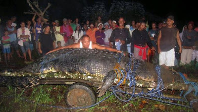 Inilah Buaya Terbesar di Dunia http://www.didunia.net/